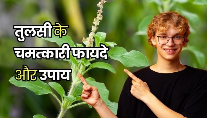 tulsi health benefits tulsi benefits