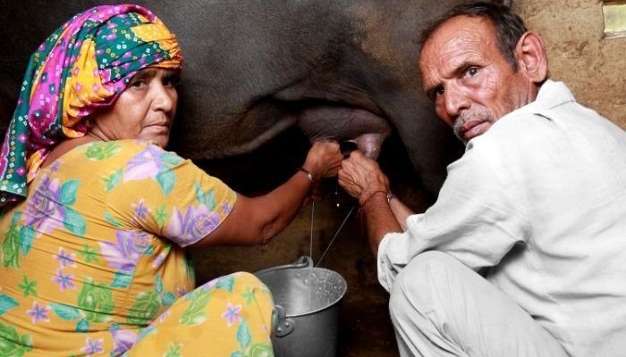 बादाम का दूध vs नारियल का दूध vs भैंस का दूध – (Almond Milk vs Coconut Milk vs Buffalo Milk)